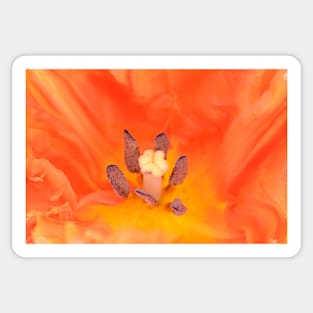 Tulipa  &#39;Monarch Parrot&#39;  Tulip  Parrot Group Sticker